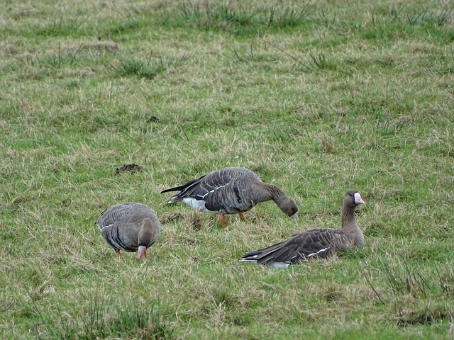 或许同样是 或许同样是