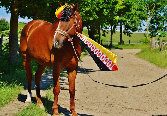 小哈达威闪 小哈达威闪